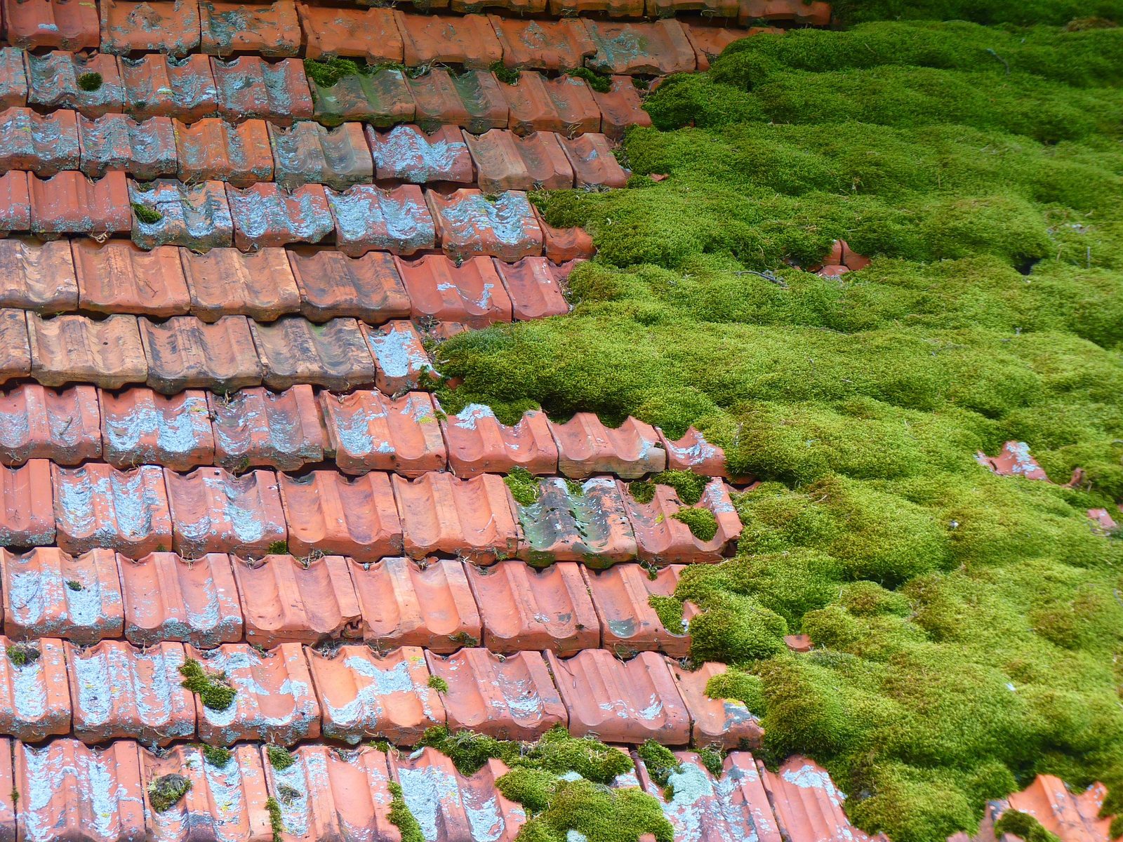 Moss Removal by JRD Roofing